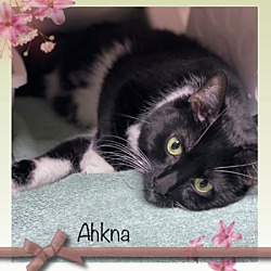 Thumbnail photo of AHNKA #2