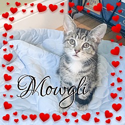 Thumbnail photo of Mowgli #3