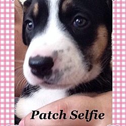 Photo of Patch