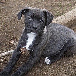 Thumbnail photo of Valo (Firefly Pup) - Adopted! #2