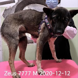 Thumbnail photo of Zeus 7777 #3