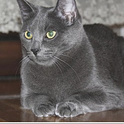 Photo of Smokey the ghost kitty