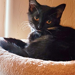 Photo of Cayenne-Barn kitty