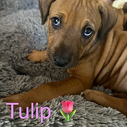 Photo of Tulip