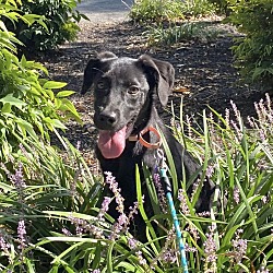 Thumbnail photo of BRIE    18 POUND PUPPY   FALL FOCUS SPECIAL  $185  FOSTERED IN NEW JERSEY #2