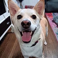 adopt a pet