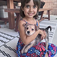 adopt a pet
