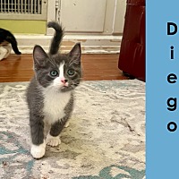 adopt a pet