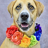 adopt a pet