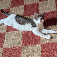 adopt a pet