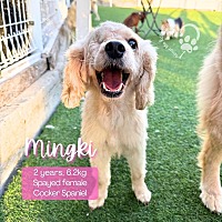adopt-pet