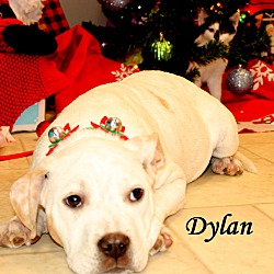 Thumbnail photo of Dylan ~ meet me! #1