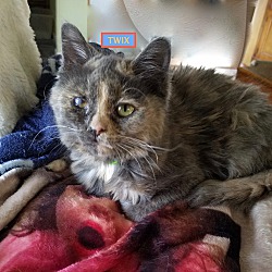 Thumbnail photo of Twix-adopted with Rags-4-23-20 #1