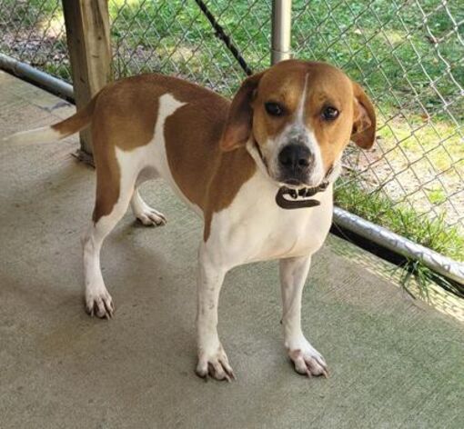 sylva-nc-english-redtick-coonhound-meet-ellie-a-pet-for-adoption