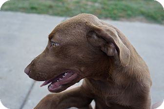 Brattleboro Vt Catahoula Leopard Dog Meet Chestnut A Pet For Brattleboro Vt Catahoula Leopard Dog