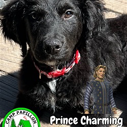 Photo of Prince Charming