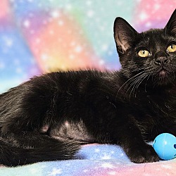 Thumbnail photo of Cardi - RC PetSmart #2