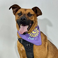 adopt a pet