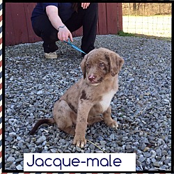 Thumbnail photo of Jacque (Pom-dc) #2