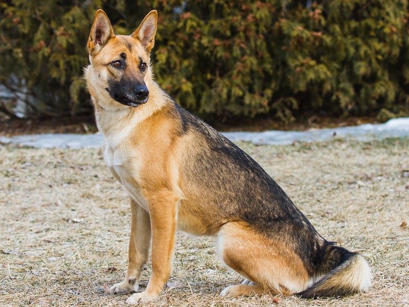 saluki german shepherd mix