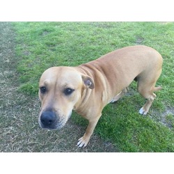 Photo of BUFFY