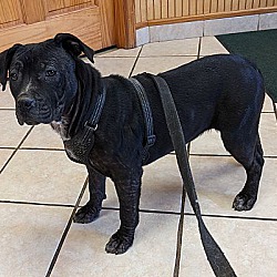 Dog for Adoption - Kane, a Cane Corso Mastiff in Manville, NJ