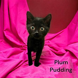 Thumbnail photo of Plum Pudding #3