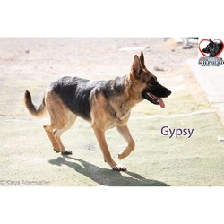 Thumbnail photo of Gypsy #3
