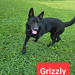 Thumbnail photo of Sheriff Grizz #3