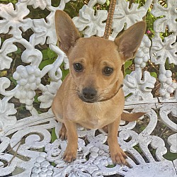 Thumbnail photo of Oliver the Chihuahua Mix #1