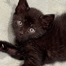 Thumbnail photo of Vanderbilt (College Kittens) #2