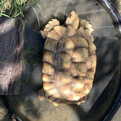 Thumbnail photo of Jelly, sulcata Pflugerville #4