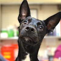 adopt a pet