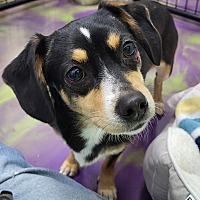 adopt a pet