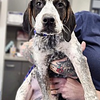 adopt a pet