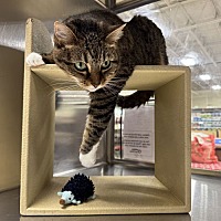 adopt a pet