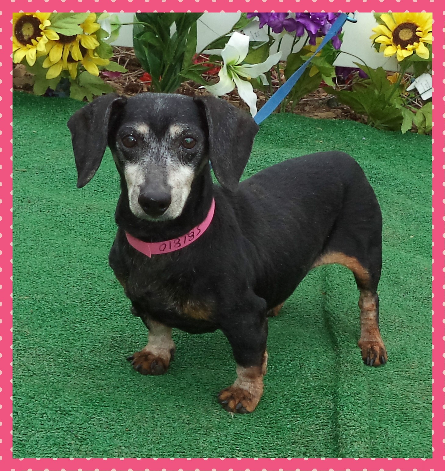 Marietta Ga Dachshund Meet Savannah R A Pet For Adoption