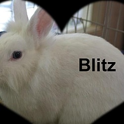 Photo of Blitz