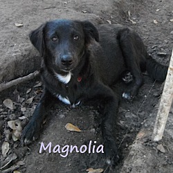 Thumbnail photo of Magnolia in TEXAS #1