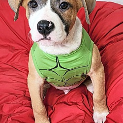 Thumbnail photo of Rufus ~ meet me! #3