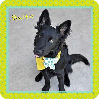 Corpus Christi, TX - Border Collie. Meet Balto a Pet for ...