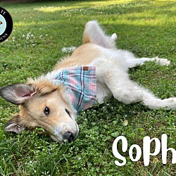 Thumbnail photo of Sophie #3
