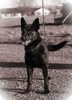West Richland, WA - Australian Kelpie. Meet Thandi a Pet for Adoption.