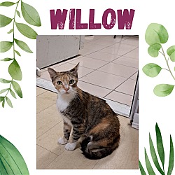 Photo of Willow