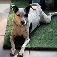 adopt a pet