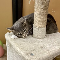 adopt a pet