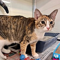 adopt a pet