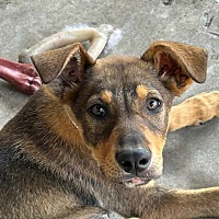 adopt a pet