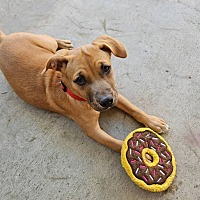 adopt a pet