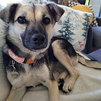 adopt-pet
